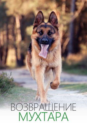 Возвращение Мухтара (2004-2015)